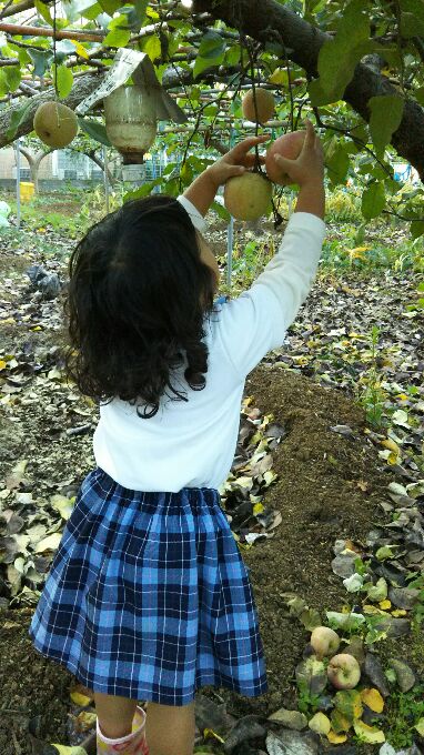 リンゴ収穫２