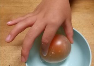 卵 を お 酢 に つける 自由 研究