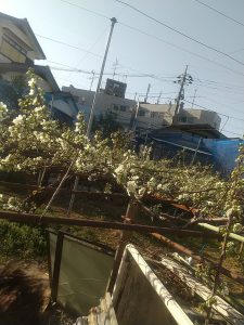 貴陽の花