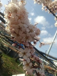 ハリウッド花