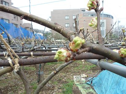 3月花芽２