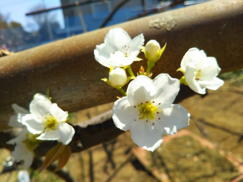 青新高梨の花