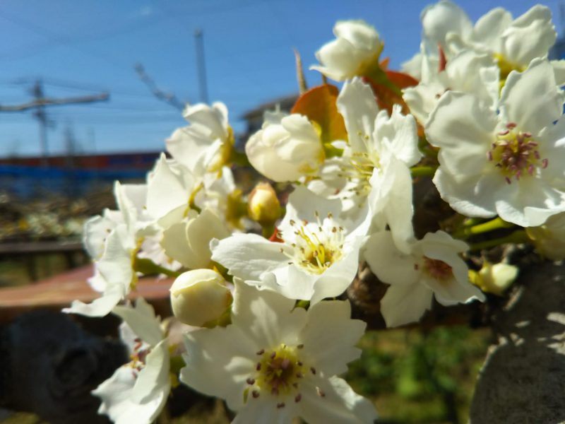 豊水梨の花