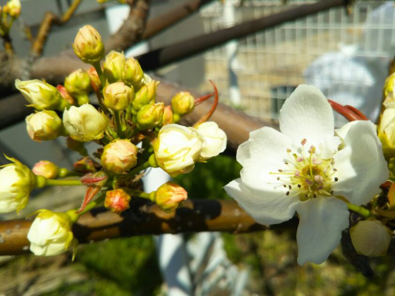 にっこり梨の花