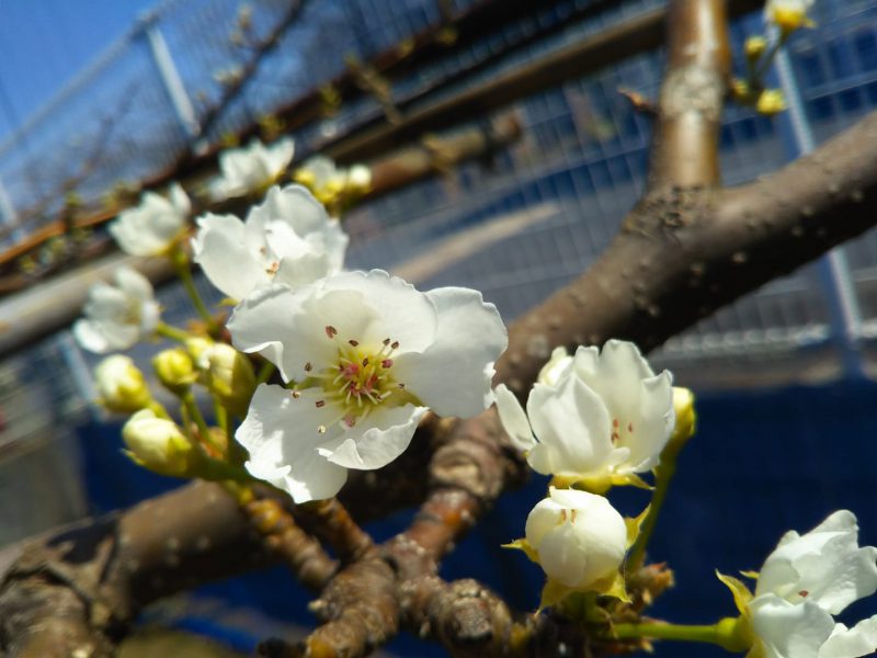 新高梨の花