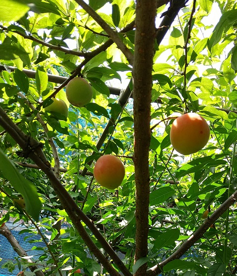 露あかね